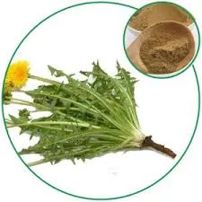 China Pure 100% Natural Dandelion Plant /Flower/Herb Leaf Extract